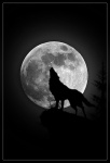 Wolf873 avatar