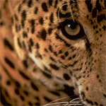 Leopardo avatar