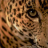 Leopardo avatar